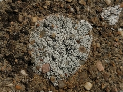 Lecanora gangaleoides