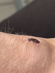 Gastrodes grossipes