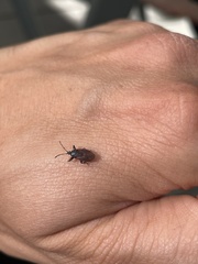 Gastrodes grossipes