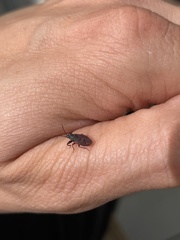 Gastrodes grossipes