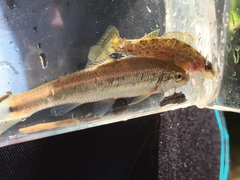 Campostoma oligolepis