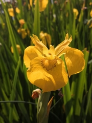 Iris pseudacorus