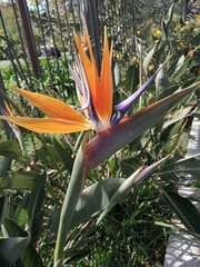 Strelitzia reginae