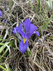 Iris verna smalliana