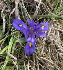 Iris verna smalliana