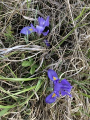 Iris verna smalliana