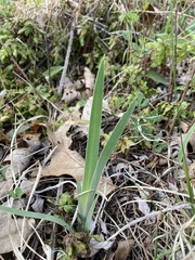 Iris verna smalliana