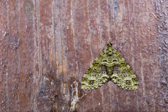 Phthonoloba viridifasciata