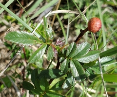 Rosa foliolosa
