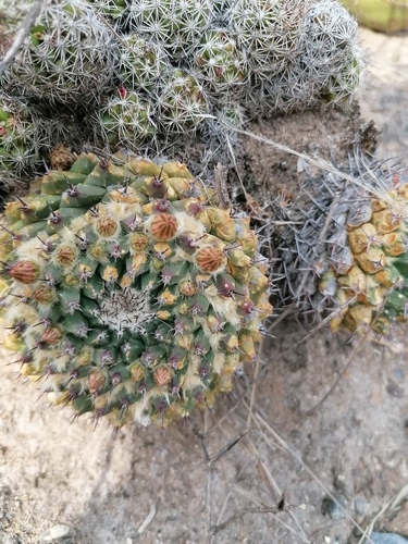 Mammillaria carnea