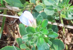 Justicia petiolaris