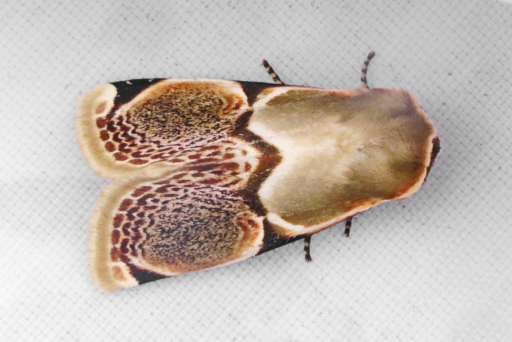 Cymatophoropsis heurippa