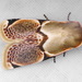 Cymatophoropsis heurippa - Photo (c) Henri Paye, osa oikeuksista pidätetään (CC BY-NC), lähettänyt Henri Paye