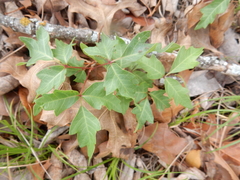 Toxicodendron radicans verrucosum