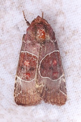 Hampsonodes mastoides