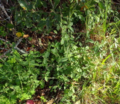 Achyranthes aspera aspera