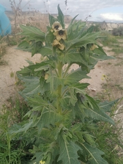 Hyoscyamus