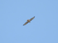 Buteo jamaicensis