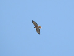 Buteo jamaicensis