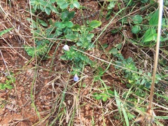 Justicia petiolaris
