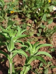 Asteriscus aquaticus