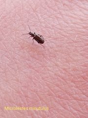 Microlestes minutulus