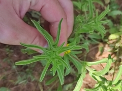 Asteriscus aquaticus