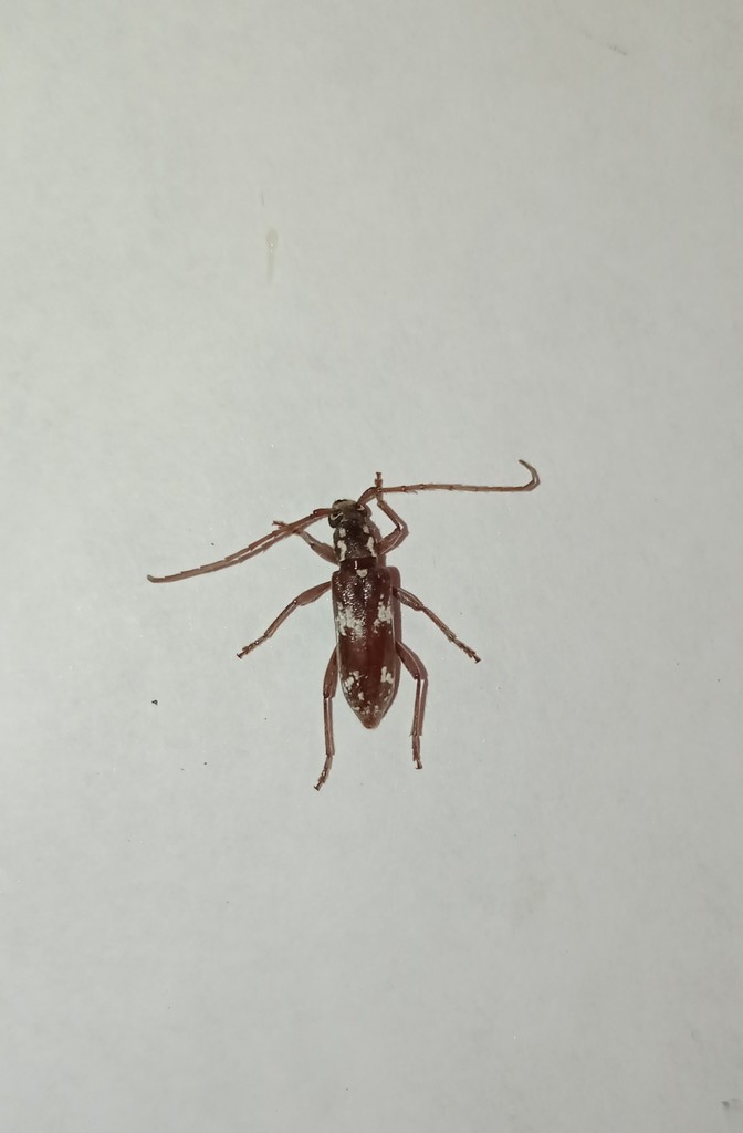 Anelaphus eximius