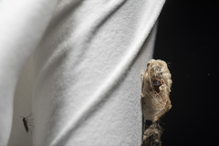 Chalcoscelides castaneipars