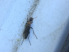 Cephaloon lepturides