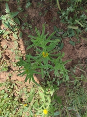 Asteriscus aquaticus