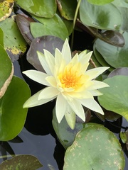 Nymphaea tetragona