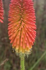 Kniphofia linearifolia