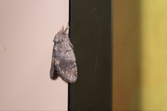 Notodonta griseotincta