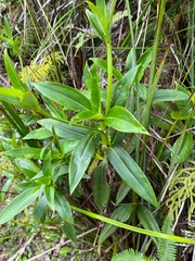 Hedyotis acutangula
