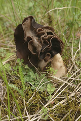 Helvella monachella