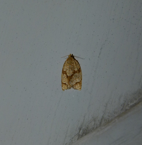 Shimmering Gold Adoxophyes Moth photo 5