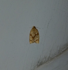 Adoxophyes negundana