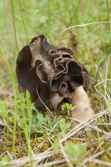 Helvella monachella