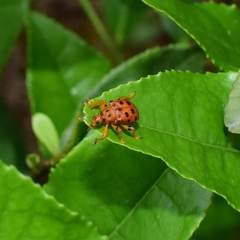 Agomadaranus pardaloides