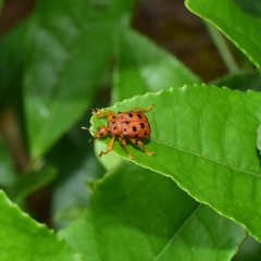 Agomadaranus pardaloides
