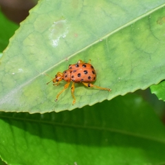 Agomadaranus pardaloides