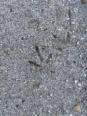 Charadrius marginatus marginatus