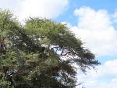 Albizia forbesii