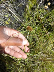 Cyperus congestus