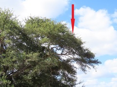 Albizia forbesii