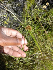 Cyperus congestus