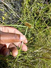 Cyperus congestus