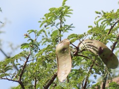Albizia forbesii