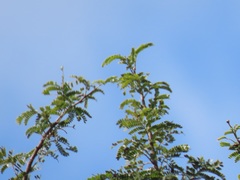 Albizia forbesii